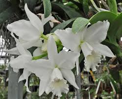 C Hawaiian Wedding Song Virgin Hcc Aos Cattleya Orchid Orchid Plants Orchid Show