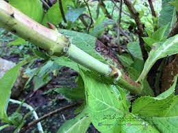 Buka plastik pembungkus kawasan akar anak tut berkenaan dengan cermat agar tidak mencederakan akar anak pokok. Cara Mudah Tut Pokok Blog Sihatimerahjambu