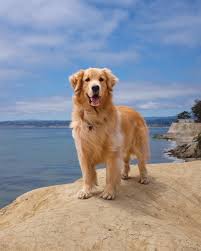 decouvrez la methode pour dressez votre chien ou chiot en 15 minutes par jour amour de chien dressage e in 2020 dogs golden retriever golden retriever beautiful dogs