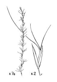 Image result for Aristida pilgeri