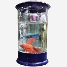 12 fish examples that can live with betta fish are as you can see there are many options when it comes to what fish you may want to house with your betta fish. Betta Fish Single House Buy Online At Best Prices In Pakistan Daraz Pk