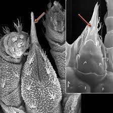 Image result for Brachythrix