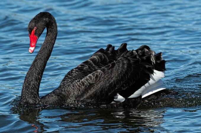 North Korea is breeding black swan's for people to eat amid the food crisis 
