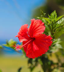 Hair braiding is a fairly new area of cosmetology, as far as licensure and recognition by state boards. 15 Amazing Ways To Use Hibiscus For Your Hair