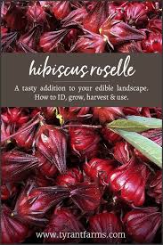 Hibiscus flowers are sort of a miracle plant. How To Id Grow Harvest Use Edible Hibiscus Roselle Plants All Parts Of The Plants Are Edible And Delicio Edible Landscaping Growing Hibiscus Roselle Plant