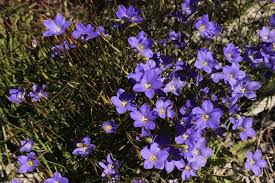 Image result for Wahlenbergia