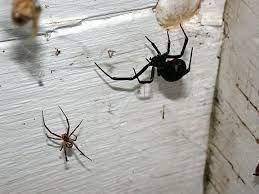Black widow spiders are considered venomous spiders in north america. Males Can Sniff Out A Well Fed Female Spider Female Black Widow Brown Recluse