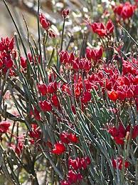 Image result for Cadaba