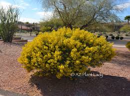 Flowers that grow in arizona winter. Winter Flowering Plants Archives Desert Gardening 101