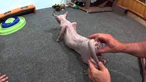 Acupressure For A Cat In Heat How To Deal With Your Cat In Heat Youtube