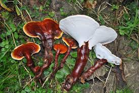 Image result for Ganoderma lucidum