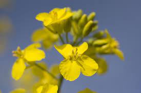 A Closeup Of Canola Flower Canola Flower Flowers Growers