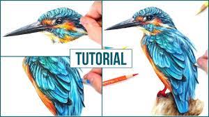 How To Draw Realistic Bird With Coloured Pencils | Tutorial - Paintingtube