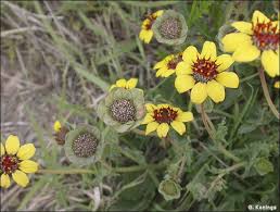 These beautiful plants are hardy to usda zone 4, and they would make excellent additions to your rare plant collection, or just make a unique. Chocolate Daisy Scientific Name Berlandiera Lyrata Common Family Composite Scientific Family Asteraceae Perennial Plants Desert Plants Plant Design
