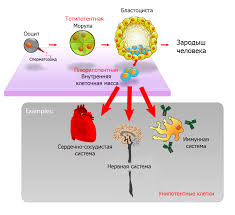 Embrionalnye Stvolovye Kletki Vikipediya