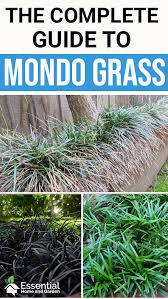 We did not find results for: Mondo Grass How To Grow It How To Care For It And More Mondo Grass Ornamental Grass Landscape Grass Borders Ideas