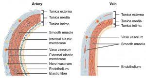 Blood vessels are an integral component of the circulatory system. Cardiovascular System Histology