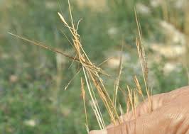 Image result for Heteropogon contortus