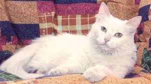 Seek immediate medical attention if your cat is showing any of these symptoms How To Identify A Cat Bowel Obstruction Petcarerx