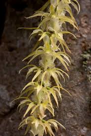 Image result for Diaphananthe fragrantissima