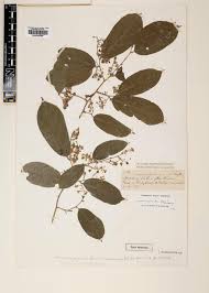 Image result for Grewia herbacea