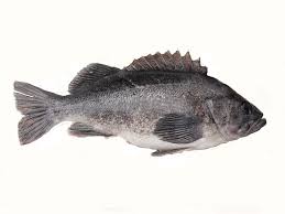 California Marine Sportfish Identification Rockfish