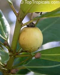 Image result for Manilkara mochisia