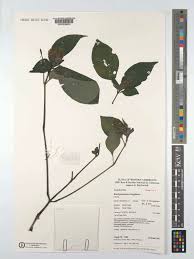 Image result for Brachystephanus