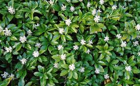 Puisque vous êtes déjà ici, il y a de fortes chances que vous soyez coincé à un niveau. Pachyssandre Du Japon Pachysandra Terminalis Couvre Sol D Ombre Plantation Culture