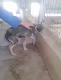 Taciz Ve Istismar Gormus Olan Kopegin Kendini Sevmeye Calisan Kadina Verdigi Tepki Dailymotion Video