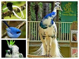 موسوعة أجمل صور طيور برية نادرة بألوان رائعة مداد الجليد beautiful birds birds animals