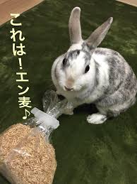 エン麦 うさぎはエン麦が大好物 ミニうさぎ おぴょん吉 の成長日記