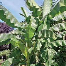 Plants are easy to grow in average soil in full sun or part. Hardy Banana Tree Musa Basjoo Michigan Bulb