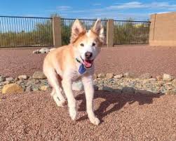 Whether you're looking for a playful puppy or an older companion, we have the perfect dog for you. Best Dog Rescue In Arizona 2021 Top 10 Picks We Love Doodles