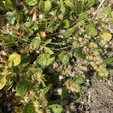 Image result for Alternanthera pungens