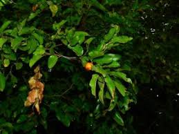 Image result for Rhamphicarpa brevipedicellata