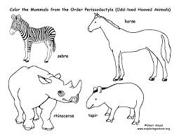 Free rhinoceros coloring pages, we have 61 rhinoceros printable coloring pages for kids to download. Zebras Horses Rhinos Tapirs Odd Toed Hooved Mammals Coloring