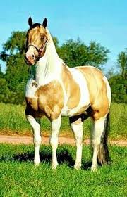 Image result for tbn:tVj6rqcH-AQR9M::www.pregonagropecuario.com.ar/images/caballo_overo.jpg