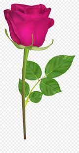 Flower Clipart With Stem Image Freeuse Download Rose Gulab Ka Phool Hd Png Download 5770877 Is A Flower Clipart Flower Png Images Pink Background Images