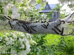 Tent caterpillars attack several species of broadleaf trees and shrubs, producing unsightly webs, or tents. How To Get Rid Of Tent Caterpillars Homestead Acres
