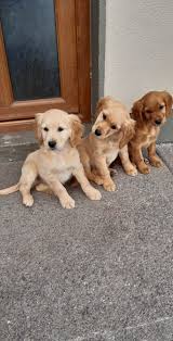 I have female golden retriever for sale. About Golden Cocker Retrievers Green Valley Kennel Cavachon Maltichon And Golden Cocker Retriever Puppies For Sale In Limerick