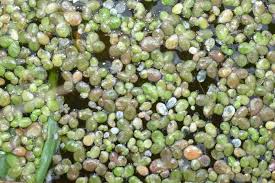 Image result for Lemna gibba