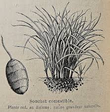 Image result for Pycreus niger