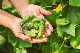 This guide concerns why are my cucumbers bitter? How To Grow Cucumbers Gardener S Path
