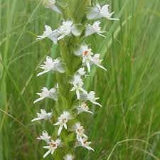 Image result for Chironia laxiflora