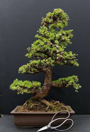 So Starten Sie Einen Bonsai Baum Der Diy Blog Bonsai Einen Starten Bonsai Baum Bonsai Indoor Garten