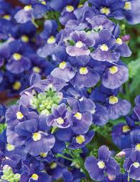 Image result for Nemesia