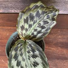 Image result for Kaempferia