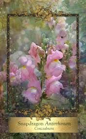 Snapdragons From The 48 Card Alchemy Flower Oracle Sister Deck Eco Heart Oracle Access Your Intui Flower Cards Angel Oracle Cards Sacred Geometry Symbols