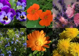 I colori, le forme ed i profumi che contraddistinguono i fiori li rendono unici ed amati da moltissime persone. 16 Fiori Commestibili Da Raccogliere E Mangiare Naturopataonline